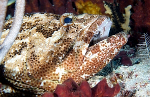 Raja Ampat 2019 - DSC08285_rc - Orange spotted grouper -  - Epinephelus coioides